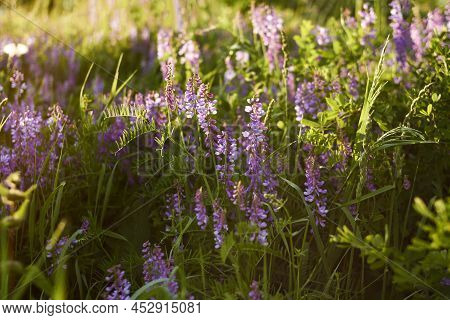 Floral Natural Background. Lilac Wildflowers In A Beautiful Sunset Light Close-up. Forest Flower Mea