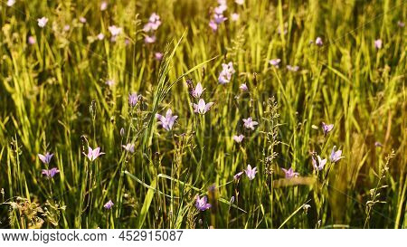 Floral Natural Panoramic Banner. Beautiful Flower Meadow In The Rays Of The Setting Sun. Nature Back