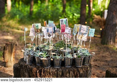 Alpenglow Or Vera Higgins Succulents In Small Decorated Galvanized Buckets Arranged On A Stump In Pi