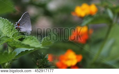 Gray Hairstreak Butterfly - Strymon Melinus On Lantana Leaf Outdoors In Summer