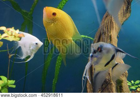 Heros Efasciatus. Severum Cichlid Swims In The Aquarium. Heros Severus Swim In An Aquarium. Yellow F