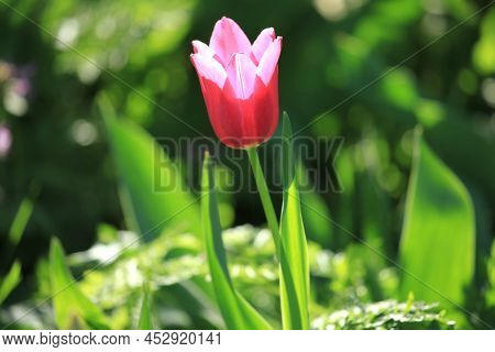 Single Red Tulip In Blossoming Between The Grass. The First Flowers In Spring After Hibernation In C