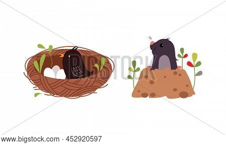 Bird Incubating Eggs In Nest And Mole Digging Hole Set Cartoon Vector Illustration