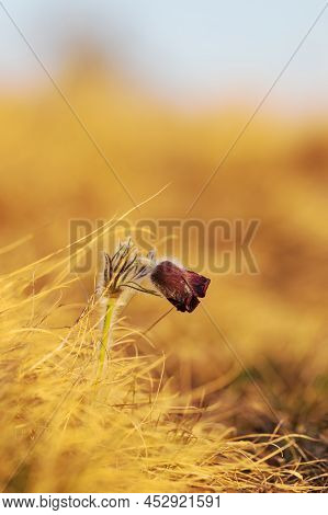 Spring Purple Flower In The Meadow - Grasshopper - Pulsatilla Pratensis At Sunset.