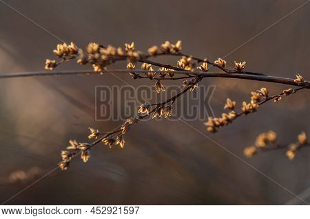 Spring Purple Flower In The Meadow - Grasshopper - Pulsatilla Pratensis At Sunset.