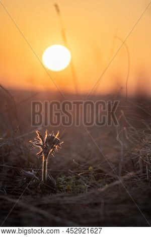 Spring Purple Flower In The Meadow - Grasshopper - Pulsatilla Pratensis At Sunset.