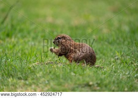 Fantail Squirrels Scrounging For Food And Nuts On The Ground While Playing With Each Other In A Natu