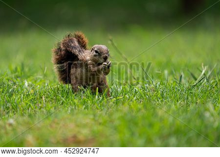 Fantail Squirrels Scrounging For Food And Nuts On The Ground While Playing With Each Other In A Natu