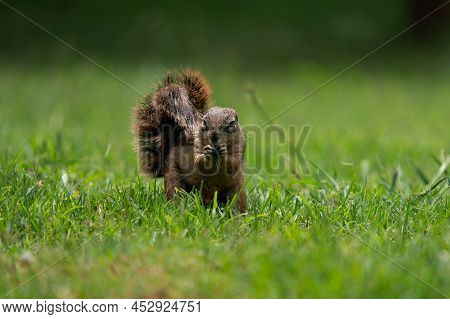 Fantail Squirrels Scrounging For Food And Nuts On The Ground While Playing With Each Other In A Natu