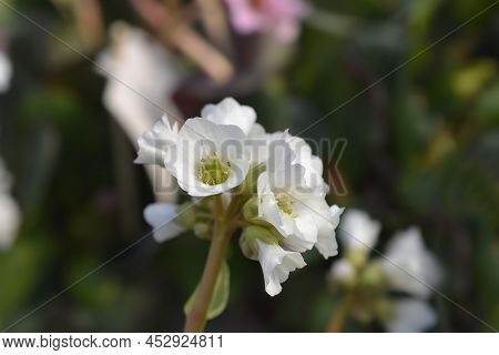 Bergenia Bressingham White Flowers In The Garden