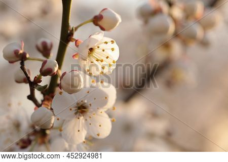 Blooming cherry flowers tree Nature background Nature flower background flower Nature background Nature flower macro flower sunset flower Nature flower Nature background flower Nature flower Nature background flower Nature flower Nature background.
