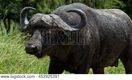 Huge African Buffel Buffalo Calmly And Lazily Walking Through The Field Looking For Graze With Massi