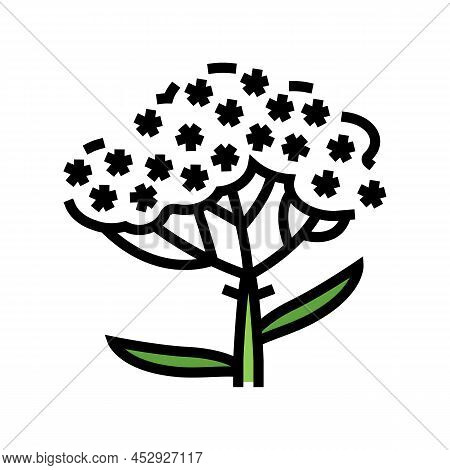 Yarrow Plant Color Icon Vector. Yarrow Plant Sign. Isolated Symbol Illustration