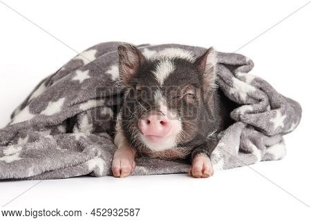 Cute Mini Pig In Warm Blanket On White Background