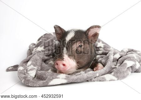Cute Mini Pig In Warm Blanket On White Background