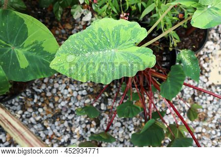 Colocasia Esculenta Midori Sour, Colocasia ,midori Sour Or Colocasia Plant