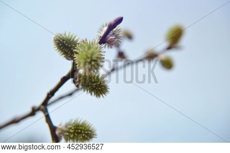 Willow Fluffy Buds On The Background Of Spring Blue Sky, Palm Sunday. Easter Palm Sunday Holiday. Pu