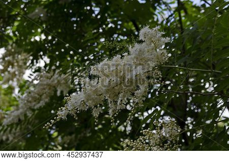 Branch Of Japanese Tree Lilac Or Syringa Reticulata With White Bloom Close Up In The Springtime, Zai