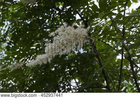 Branch Of Japanese Tree Lilac Or Syringa Reticulata With White Bloom Close Up In The Springtime, Zai