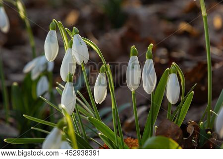 Early Spring Snowdrops, Galanthus Nivalis, Selective Focus And Diffused Background
