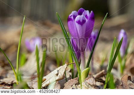 Sunlit Purple Crocus Flowers, Crocus Tommasinianus, Barr's Purple, Blooming In Spring, Side View, Gr
