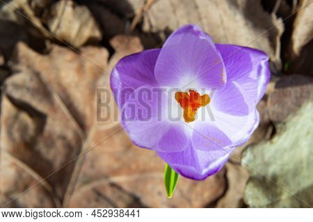 Close Up Of A Woodland Crocus, Crocus Tommasinianus, Flower Emerging Into Bloom