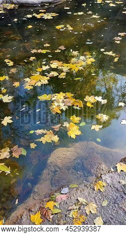 Yellow Leaves Float On Clear Transparent Water Surface Of Pond With Reflection