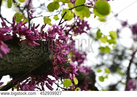 Cercis Siliquastrum Blooming Tree. Pink Flowers Background. Judas Tree Branches In Pink Blossom. Bea