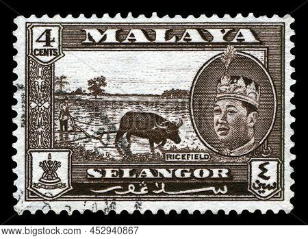 Stavropol, Russia - April  14 2022: A Stamp Printed In Malaya,  Selangor Shows  Ricefield And Portra