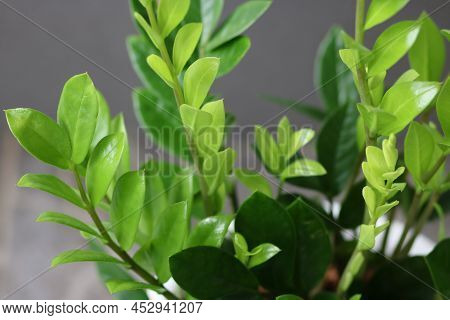 Zamioculcas Zamifolia- Dollar Tree. Zanzibar Gem The Tree Is Named Auspicious. Suitable For Decorati