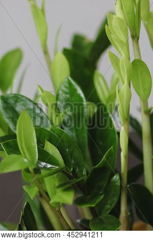 Zamioculcas Zamifolia- Dollar Tree. Zanzibar Gem The Tree Is Named Auspicious. Suitable For Decorati