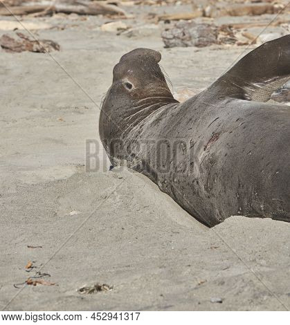 Northern Elephant Seal Resting On Beach
(m. Angustirostris)