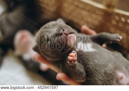Raising American Bully Puppies. Sleeping In A Wicker Basket Are Several Cute And Small Blue Bully Pu