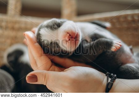 Raising American Bully Puppies. Sleeping In A Wicker Basket Are Several Cute And Small Blue Bully Pu