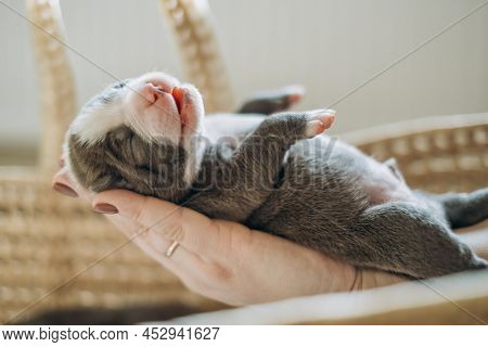 Raising American Bully Puppies. Sleeping In A Wicker Basket Are Several Cute And Small Blue Bully Pu