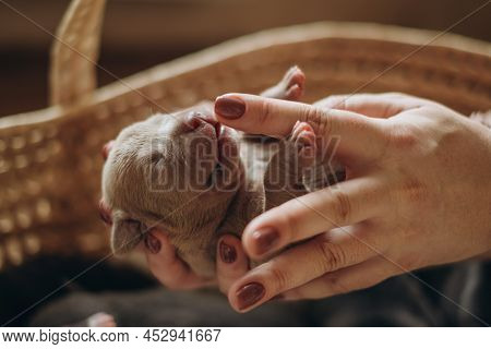 Raising American Bully Puppies. Sleeping In A Wicker Basket Are Several Cute And Small Blue Bully Pu