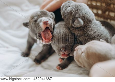 Raising American Bully Puppies. Sleeping In A Wicker Basket Are Several Cute And Small Blue Bully Pu