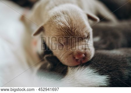 Raising American Bully Puppies. Sleeping In A Wicker Basket Are Several Cute And Small Blue Bully Pu