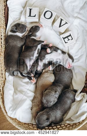 Raising American Bully Puppies. Sleeping In A Wicker Basket Are Several Cute And Small Blue Bully Pu