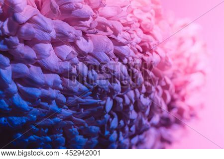 Pink Flower Bud Petal Close-up. Gentle Background. Banner. Horizontal Postcard With Lush Chrysanthem