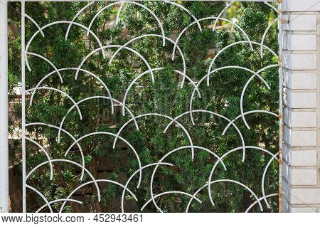 Green Taxus Cuspidata, The Japanese Yew Or Spreading Yew Behind The Old Vintage Iron Lattice Fence W