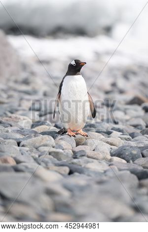 Gentoo Penguin On Shingle Beach Watching Camera