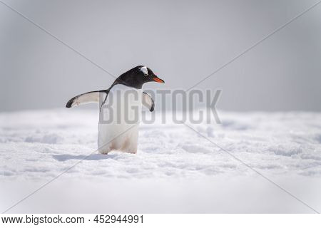Gentoo Penguin On Snow Holding Out Flippers