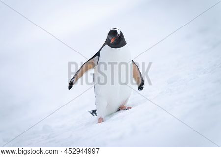 Gentoo Penguin On Snowy Hill Watching Camera