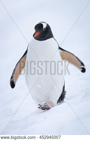 Gentoo Penguin On Snowy Slope Raising Foot