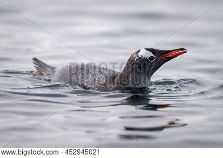 Gentoo Penguin Porpoises In Water Watching Camera