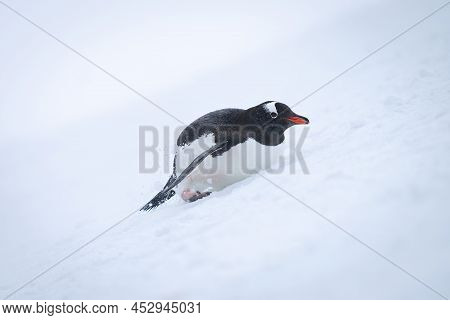 Gentoo Penguin Slides Backwards Down Snowy Slope