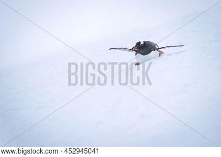 Gentoo Penguin Slides Over Snow On Stomach