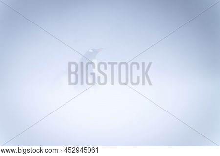Gentoo Penguin Standing In Profile In Snowstorm