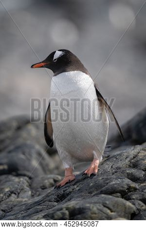 Gentoo Penguin Stands Balancing On Rocky Beach